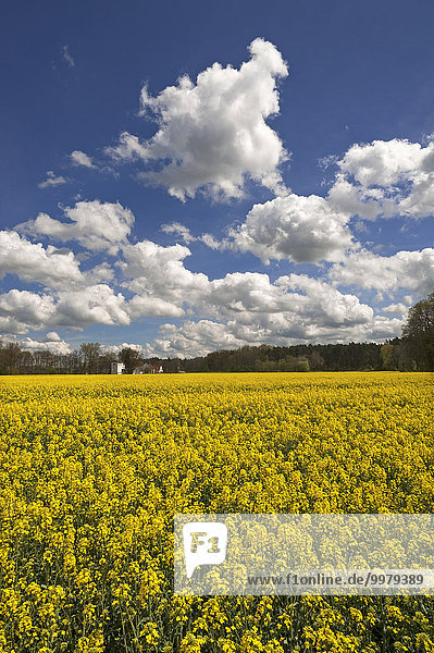 Blühendes Rapsfeld (Brassica napus) mit Wolkenhimmel  hinten die Langenbruckermühle  Uttenreuth  Mittelfranken  Bayern  Deutschland  Europa
