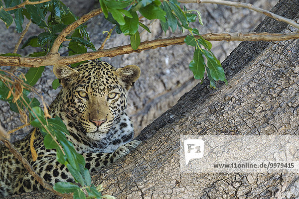 Leopard (Panthera pardus)  Weibchen  auf einem Baum ruhend  Chobe-Nationalpark  Botswana  Afrika