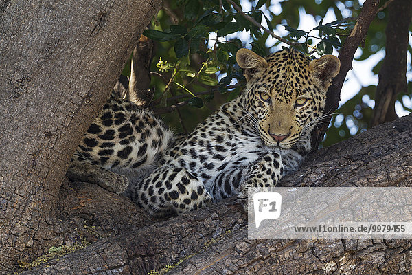 Leopard (Panthera pardus)  Weibchen  auf einem Baum ruhend  Chobe-Nationalpark  Botswana  Afrika