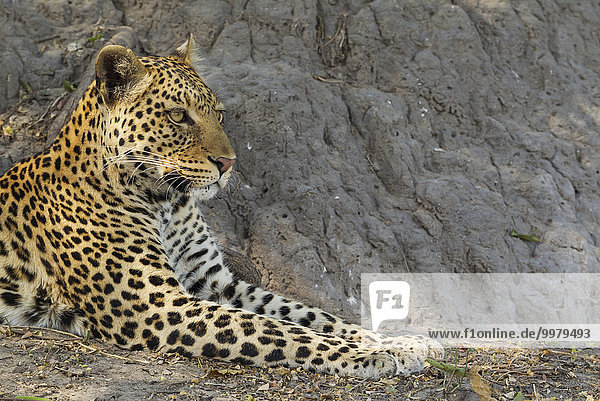 Leopard (Panthera pardus)  ruhendes Männchen  Chobe-Nationalpark  Botswana  Afrika