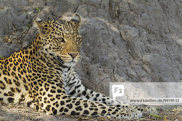 Leopard (Panthera pardus) ruhendes Männchen  Chobe-Nationalpark  Botswana  Afrika