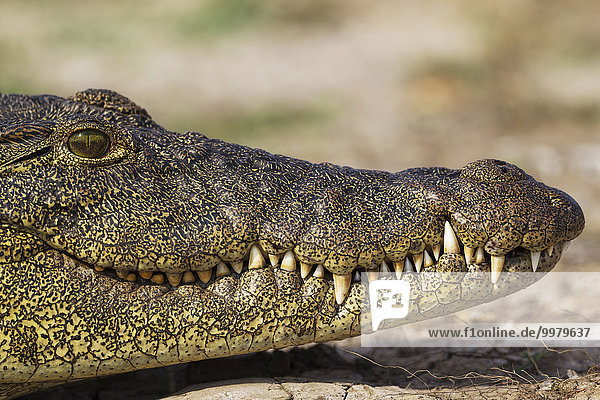 Nilkrokodil (Crocodylus niloticus)  Portrait  beim Aufwärmen am Ufer des Chobe Flusses  Chobe-Nationalpark  Botswana  Afrika