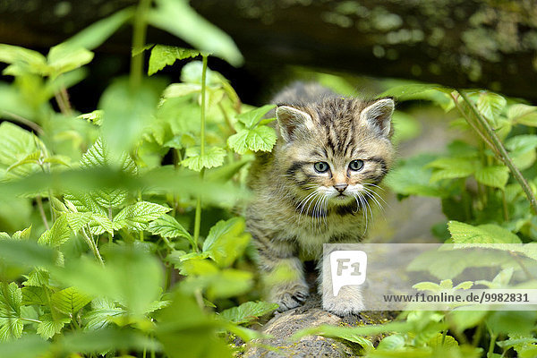 Young European wildcat (Felis silvestris silvestris)  Langenberg  Langnau  Switzerland  Europe