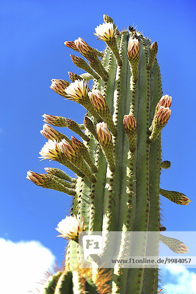 Cactus  Andalucía  Spain  Europe