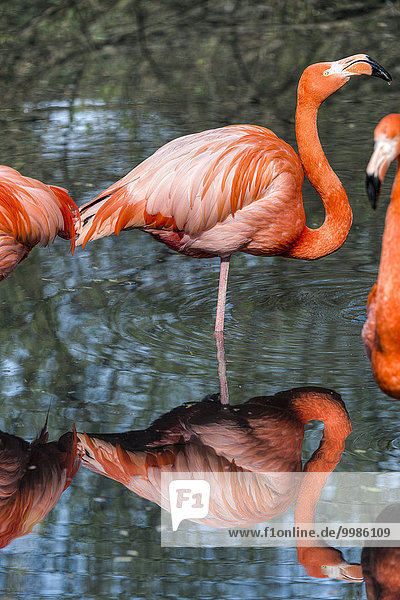Amerika amerikanisch Karibik Regenpfeiferartige Watvogel Charadriiformes Flamingo