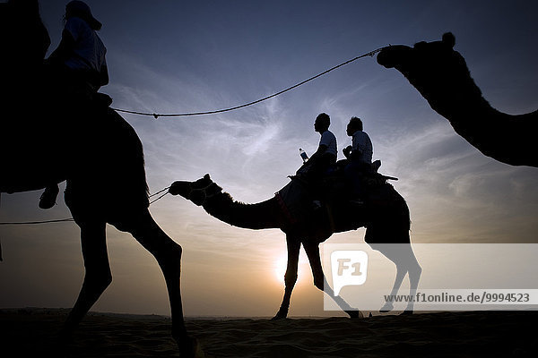 India  Rajasthan  Jaisalmer  Camel Ride  sunset
