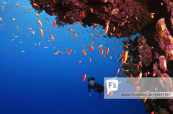 Freitaucher taucht an Korallenriff  Rotes Meer  Ägypten  Afrika