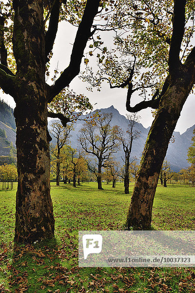 Ahornbäume (Acer pseudoplatanus) im Herbst  Großer Ahornboden im Risstal im Karwendelgebirge  Alpen  bei Hinterriß  Tirol  Österreich  Europa