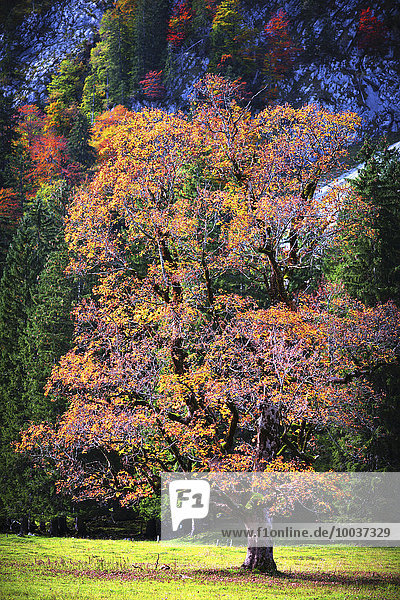 Ahornbaum (Acer pseudoplatanus) im Herbst  Großer Ahornboden im Risstal im Karwendelgebirge  Alpen  bei Hinterriß  Tirol  Österreich  Europa