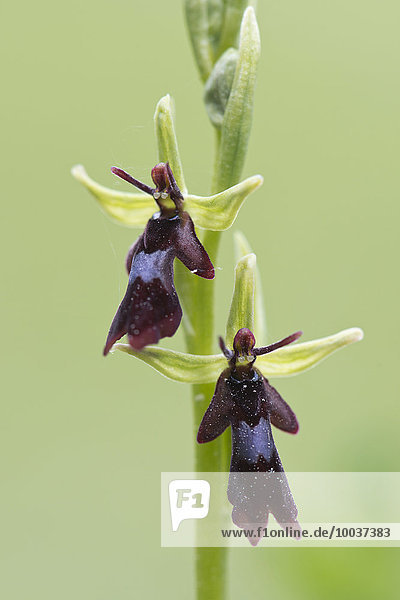 Fliegenragwurz (Ophrys insectifera)  Naturschutzgebiet Rothenstein  Thüringen  Deutschland  Europa