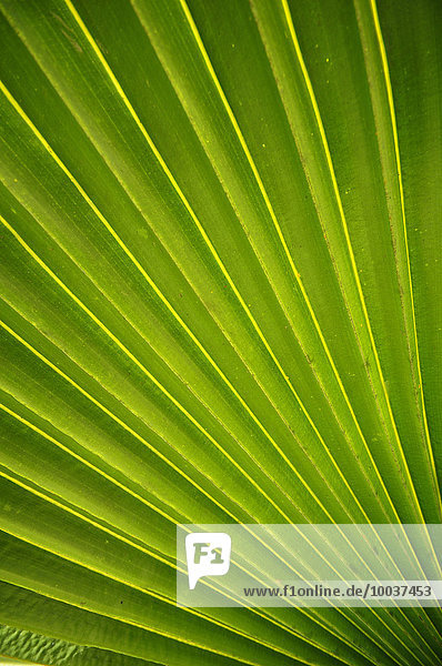Palm frond (Arecaceae)  Cienfuegos Province  Cuba  North America