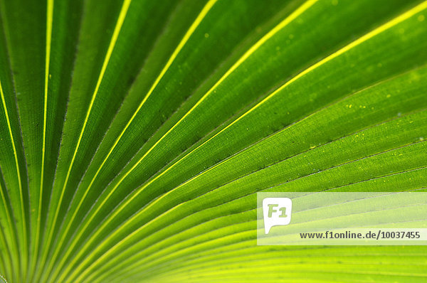 Blatt einer Palme (Arecaceae)  Cienfuegos  Kuba  Nordamerika