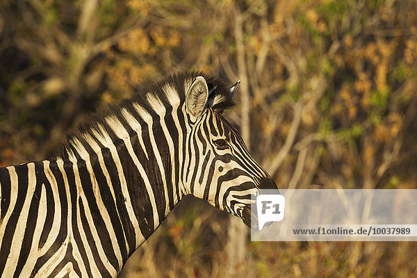 Burchell-Zebra (Equus quagga burchelli)  Portrait  Okavango Delta  Moremi Wildreservat  Botswana  Afrika
