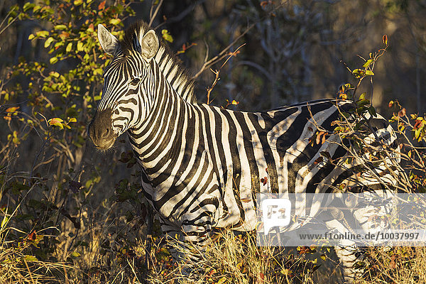 Burchell-Zebra (Equus quagga burchelli) zwischen Büschen  Okavango Delta  Moremi-Wildreservat  Botswana  Afrika