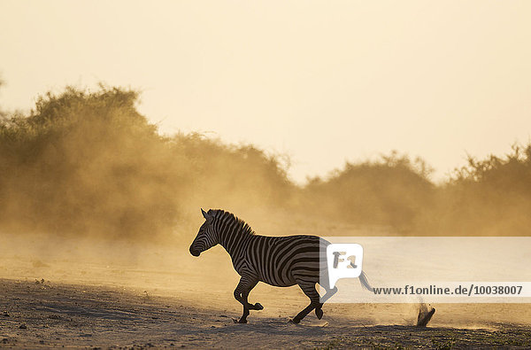 Burchell-Zebra (Equus quagga burchelli) läuft über die Steppe  Chobe-Nationalpark  Botswana  Afrika