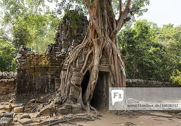 Wurzeln einer Würgefeige (Ficus altissima) umschlingen einen Gopuram  Ta Som Tempel  Angkor  Provinz Siem Reap  Kambodscha  Asien