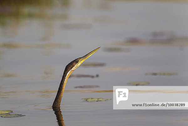Afrikanischer Schlangenhalsvogel (Anhinga rufa) schwimmt im Chobe Fluss  Chobe-Nationalpark  Botswana  Afrika