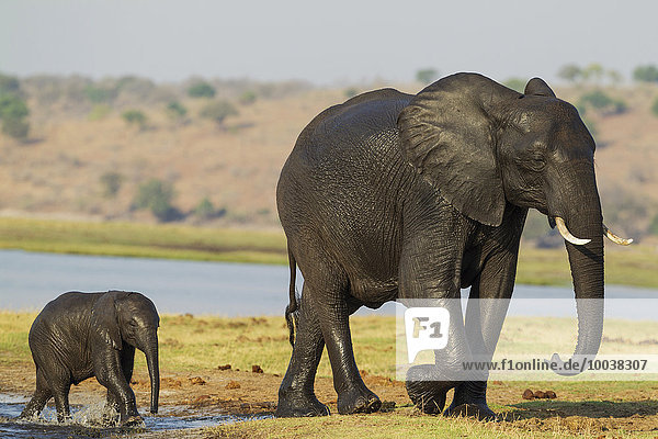 Afrikanische Elefanten (Loxodonta africana)  Weibchen mit Kalb nach Überquerung des Chobe River  Chobe-Nationalpark  Botswana  Afrika