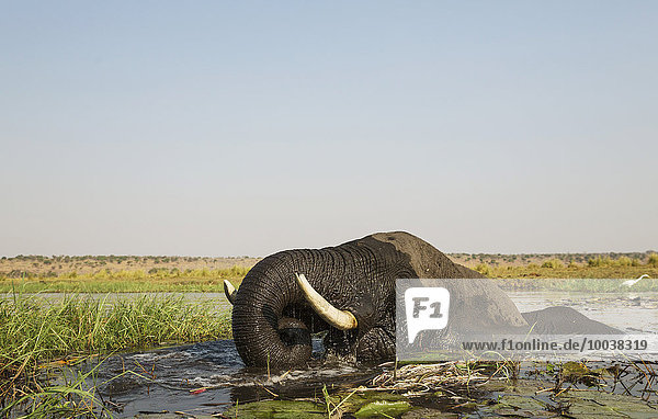 Afrikanischer Elefant (Loxodonta africana)  Kuh trinkt im Chobe River  Chobe-Nationalpark  Botswana  Afrika