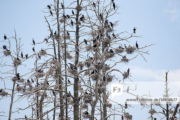 Baum Vogel hocken - Tier nackt