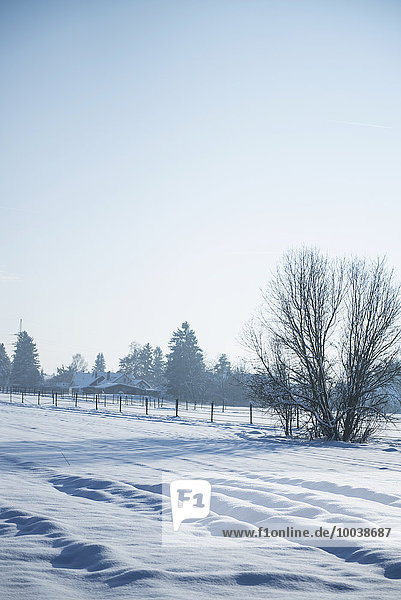 Winter landscape of snow-covered fields  Bavaria  Germany