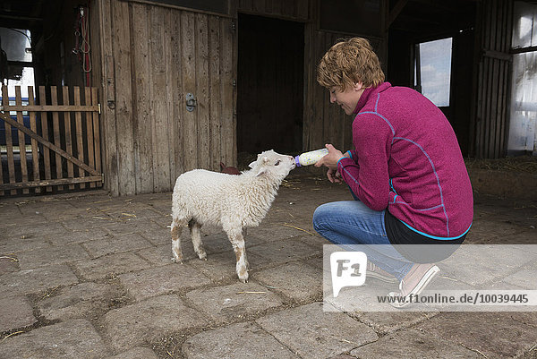 Woman feeding lamb with bottle  Bavaria  Germany