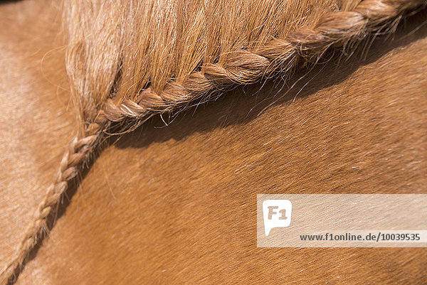 Close up of braided horse hair  Bavaria  Germany