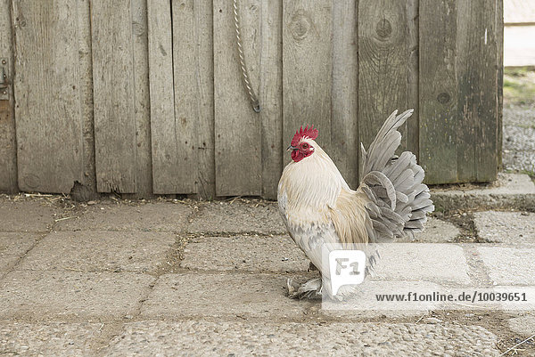 Bantam rooster in barn,  Bavaria,  Germany