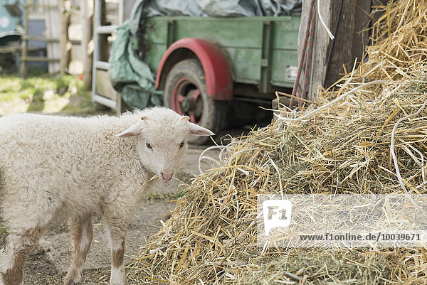 Lamb standing at heap of straw in barn  Bavaria  Germany