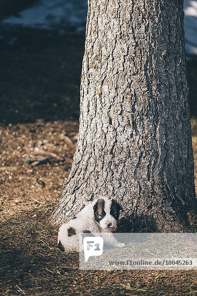 Black and white puppy sitting in front of a tree trunk