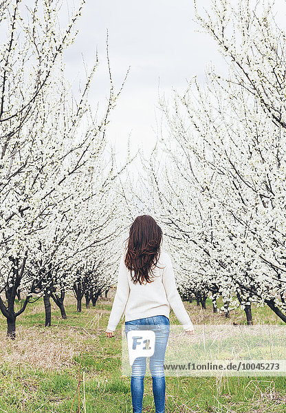 Back view of woman standing in front of orchard with white blossoming trees