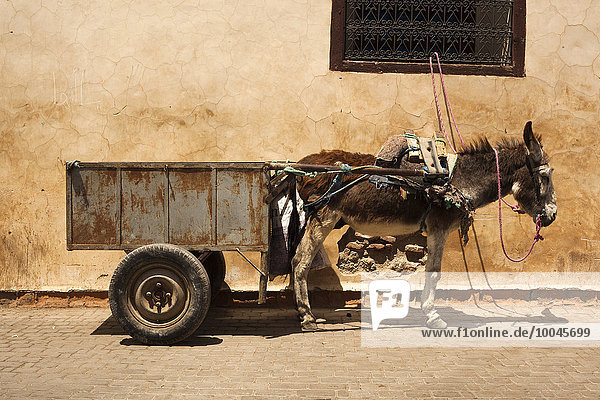 Marokko,  Marrakesch,  Esel mit Anhänger