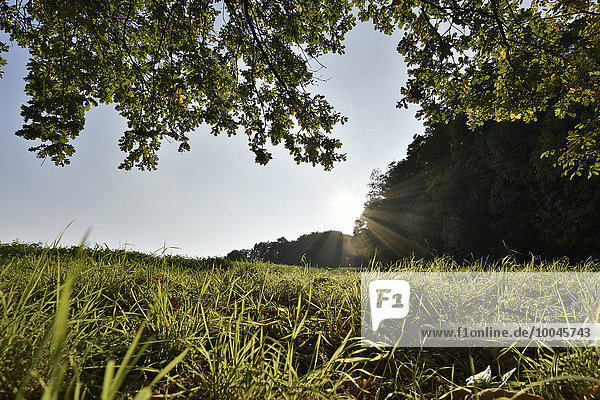 Deutschland Spessart Aschaffenburg Sonnenlicht auf der Wiese