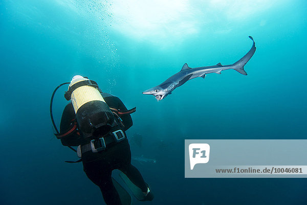 South Africa  diver and blue shark