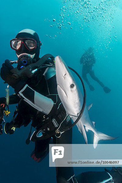 South Africa  Ocean  Diver with blue shark