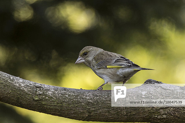 Female greenfinch on a branch
