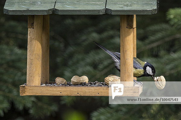Great tit eating piece of peanut in a birdhouse
