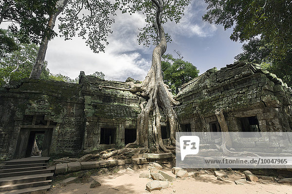 Kambodscha  Siem Reap  Angkor Wat  Ta Prohm Tempel