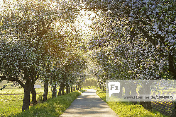 Deutschland,  Bayern,  Oberfranken,  Radweg,  Allee mit blühenden Apfelbäumen