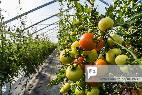 Deutschland  Bio-Tomaten im Gewächshaus