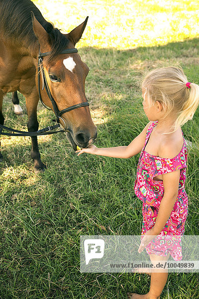 Mädchen füttern Pferd auf der Wiese