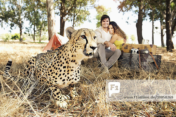 Südafrika  Gepard auf der Wiese mit Mann und Frau im Hintergrund