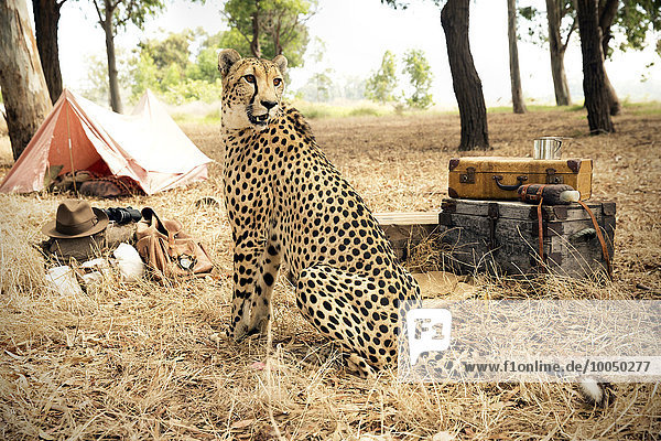 Südafrika Gepard auf der Wiese mit Koffern und Zelt