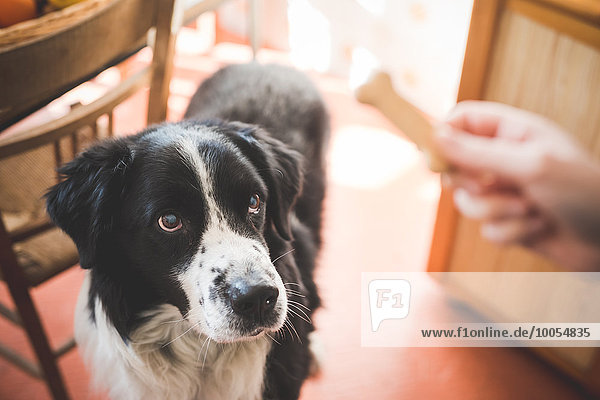 Portrait of dog staring at owners hand and dog biscuit