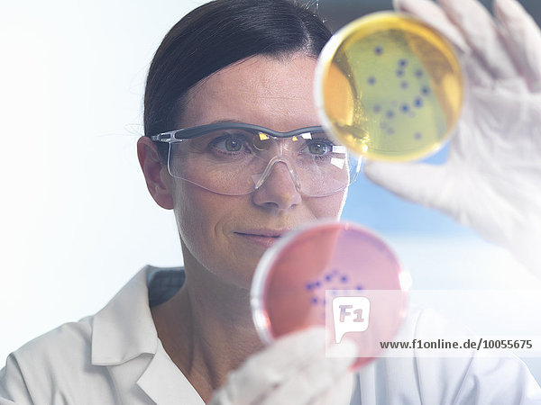Wissenschaftlerin untersucht Petrischalen-Set im mikrobiologischen Labor