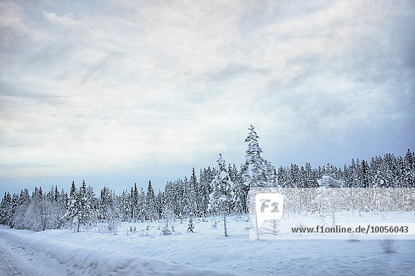 Blick auf Straßenrand und schneebedeckte Bäume  Hemavan  Schweden
