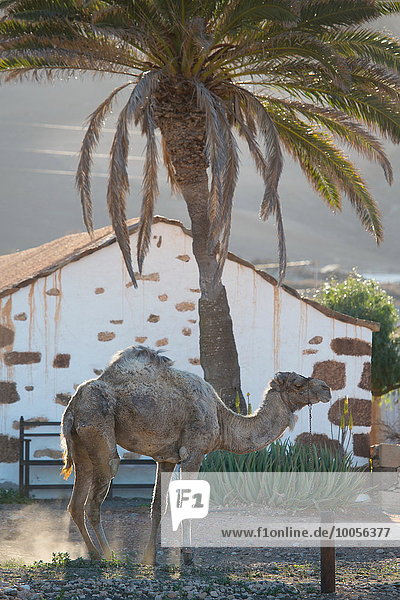Kamel im Morgengrauen  La Oliva  Fuerteventura  Spanien