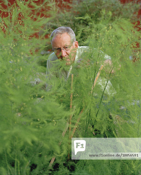 Senior Mann pflegt Pflanzen im Garten