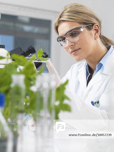 Scientist viewing development of experimental plants in research laboratory