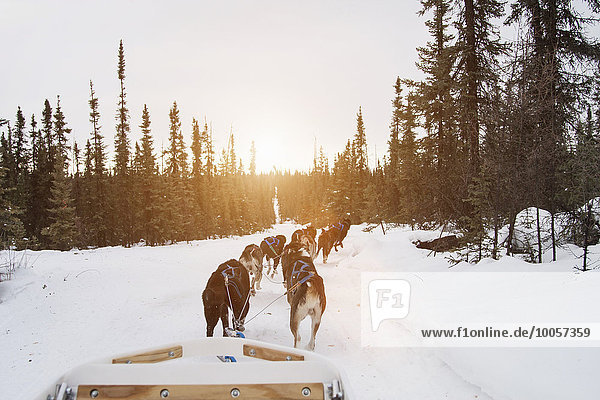 Huskies ziehen Schlitten durch den Schnee  Fairbanks  Alaska